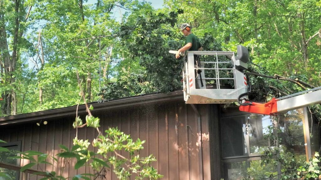 Tree Trimming