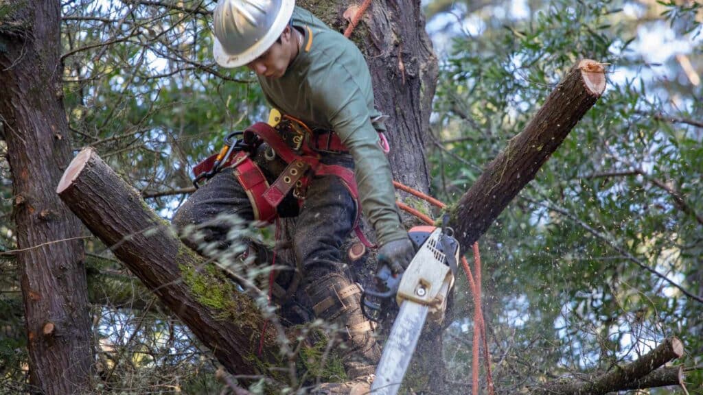 Tree Removal