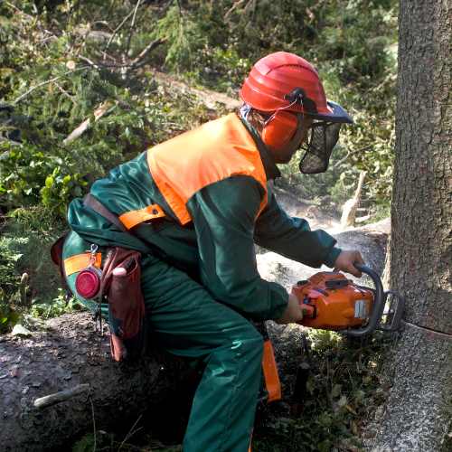 Tree Removal Rotorua