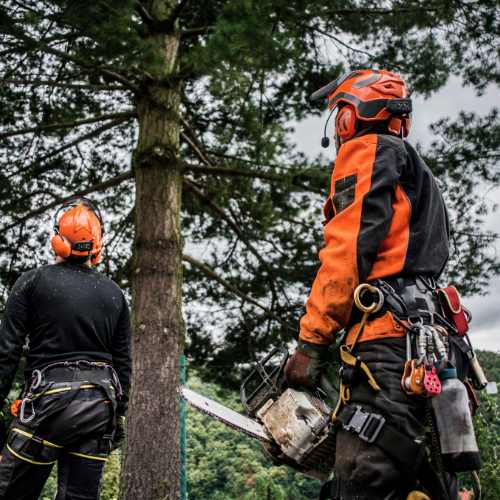 Tree Removal Rotorua