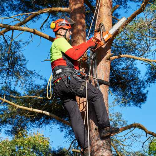 Tree Removal Rotorua